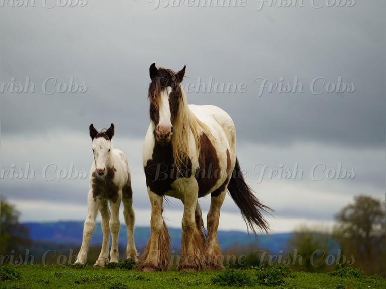 Tinker Semental Potro (01/2026)  in kerry