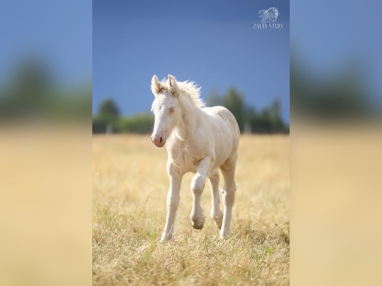 Tinker Semental Potro (01/2026) Cremello in Stryków