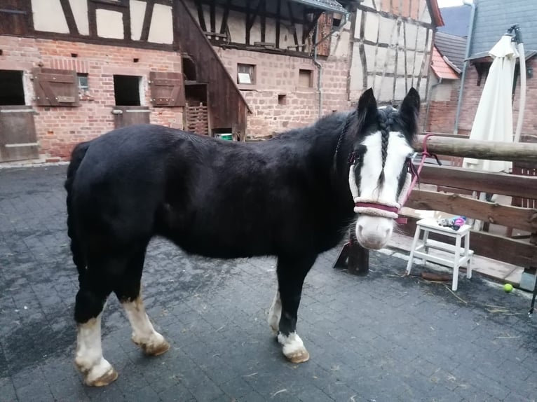 Tinker Mix Stute 10 Jahre 134 cm Rappe in B&#xFC;dingen