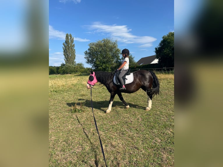 Tinker Mix Stute 10 Jahre 134 cm Rappe in B&#xFC;dingen