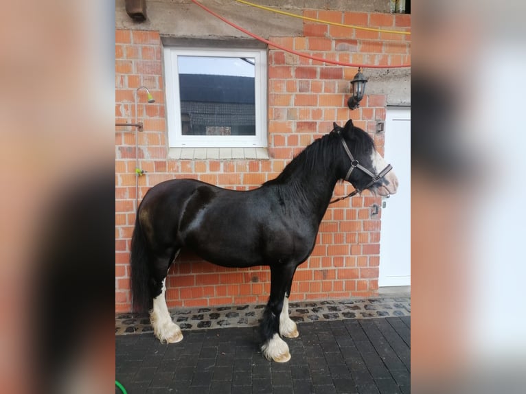 Tinker Mix Stute 10 Jahre 134 cm Rappe in B&#xFC;dingen