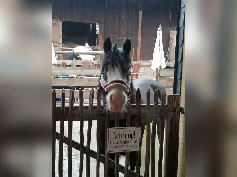 Tinker Mix Stute 10 Jahre 134 cm Rappe in B&#xFC;dingen