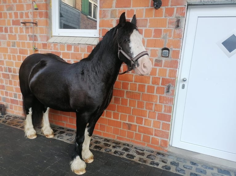 Tinker Mix Stute 10 Jahre 134 cm Rappe in B&#xFC;dingen