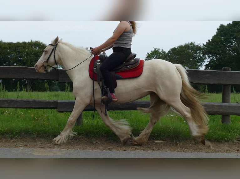 Tinker Stute 10 Jahre 137 cm Palomino in Lathen