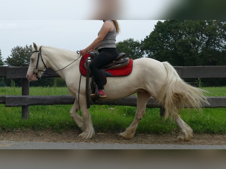 Tinker Stute 10 Jahre 137 cm Palomino in Lathen