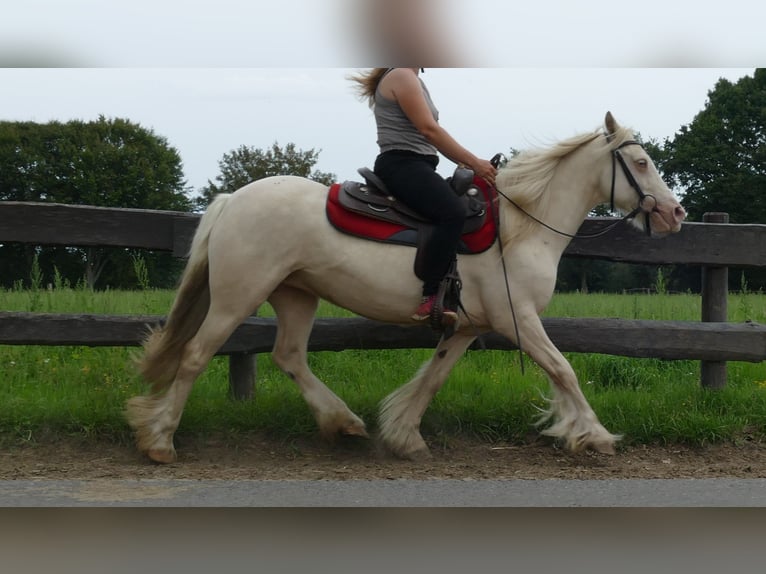 Tinker Stute 10 Jahre 137 cm Palomino in Lathen