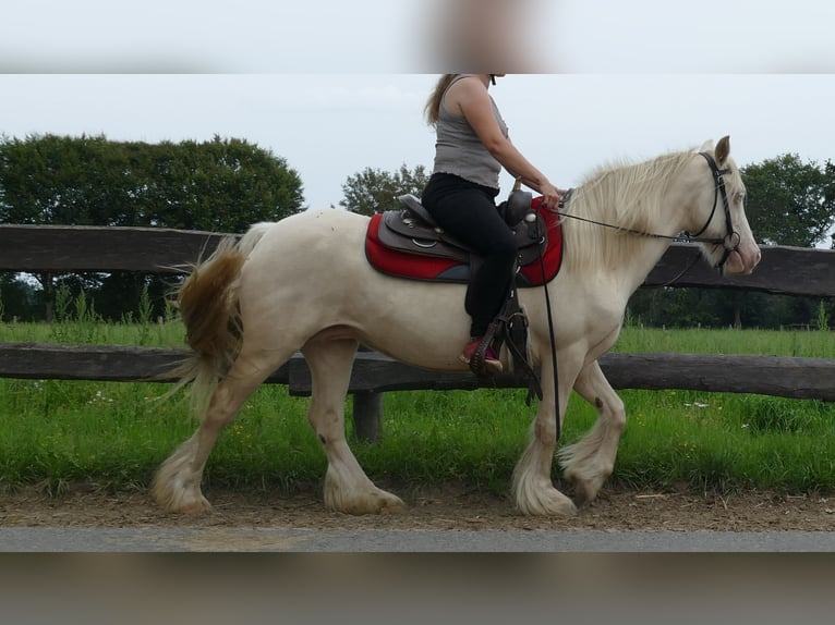 Tinker Stute 10 Jahre 137 cm Palomino in Lathen