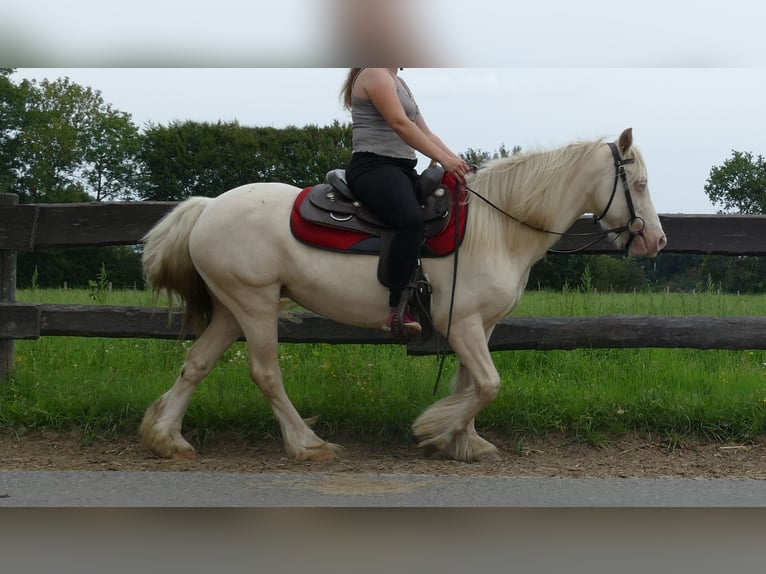 Tinker Stute 10 Jahre 137 cm Palomino in Lathen