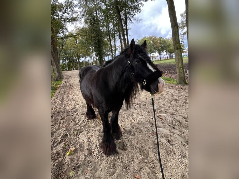 Tinker Stute 10 Jahre 137 cm Rappe in Lathen