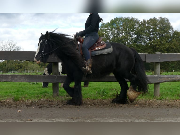 Tinker Stute 10 Jahre 137 cm Rappe in Lathen