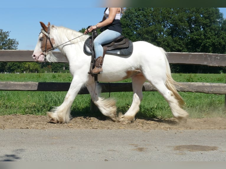 Tinker Stute 10 Jahre 139 cm Schecke in Lathen