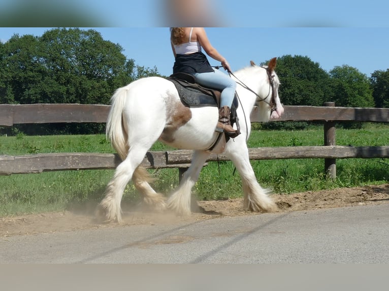 Tinker Stute 10 Jahre 139 cm Schecke in Lathen