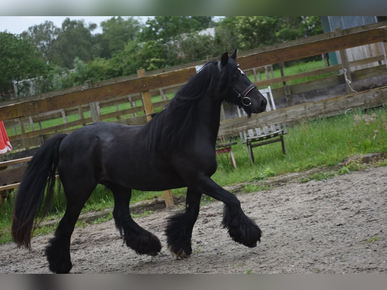 Tinker Stute 10 Jahre 140 cm Rappe in Achtmaal