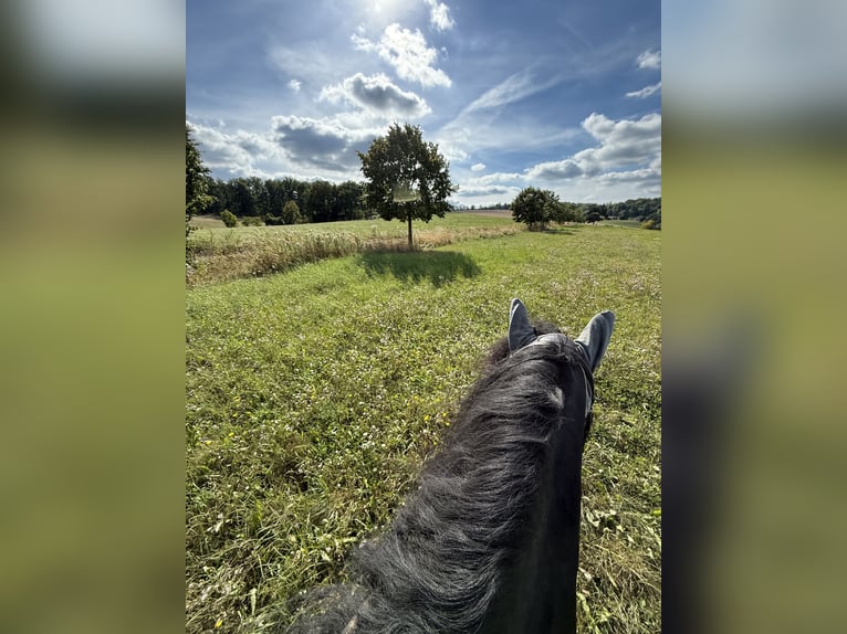 Tinker Stute 10 Jahre 140 cm Rappe in Neudorf