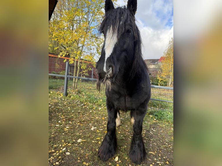 Tinker Stute 10 Jahre 140 cm Rappe in Neudorf