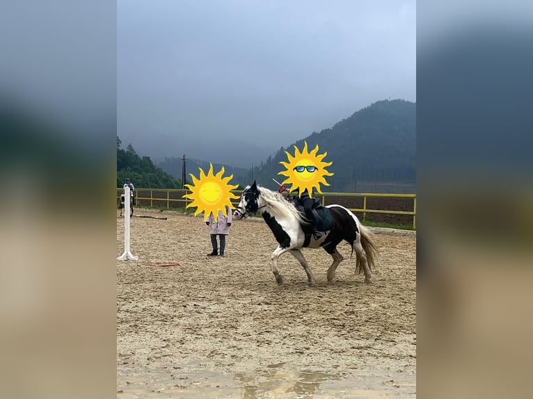 Tinker Stute 10 Jahre 140 cm Schecke in Leoben