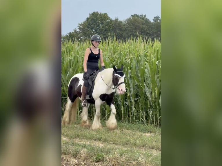 Tinker Stute 10 Jahre 143 cm Schecke in Achstetten