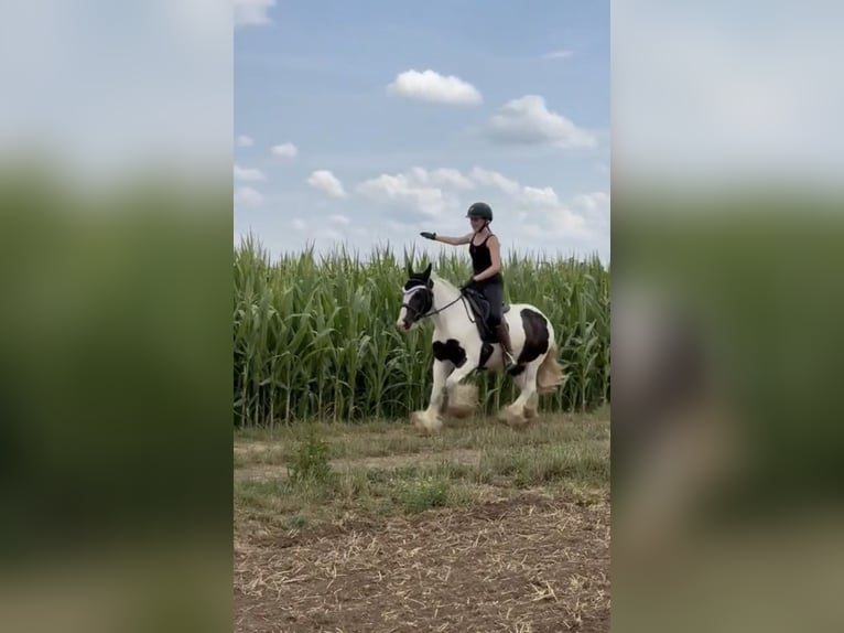 Tinker Stute 10 Jahre 143 cm Schecke in Achstetten