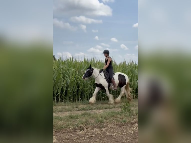 Tinker Stute 10 Jahre 143 cm Schecke in Achstetten