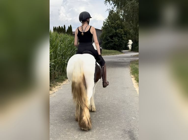Tinker Stute 10 Jahre 143 cm Schecke in Achstetten