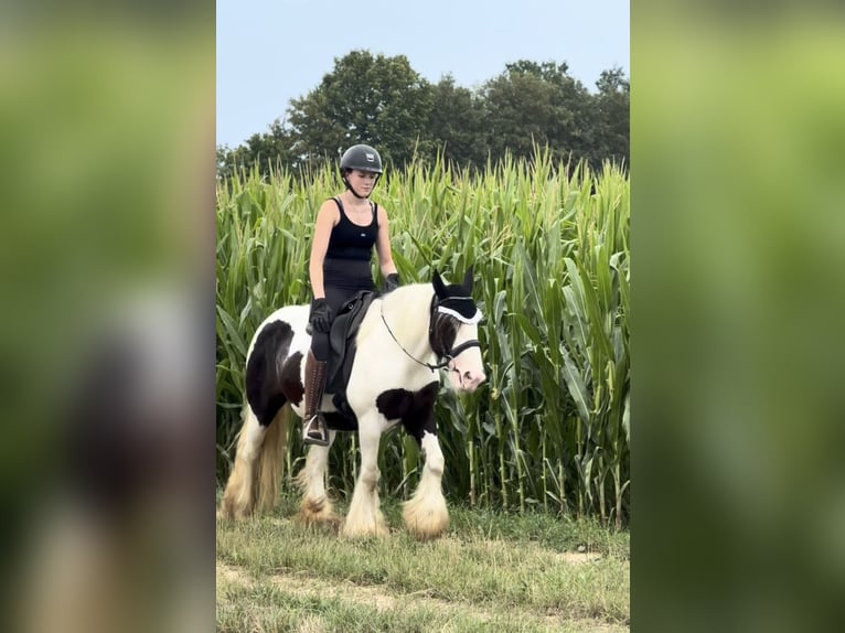 Tinker Stute 10 Jahre 143 cm Schecke in Achstetten
