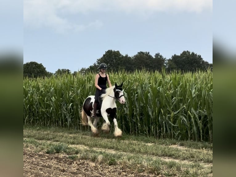 Tinker Stute 10 Jahre 143 cm Schecke in Achstetten