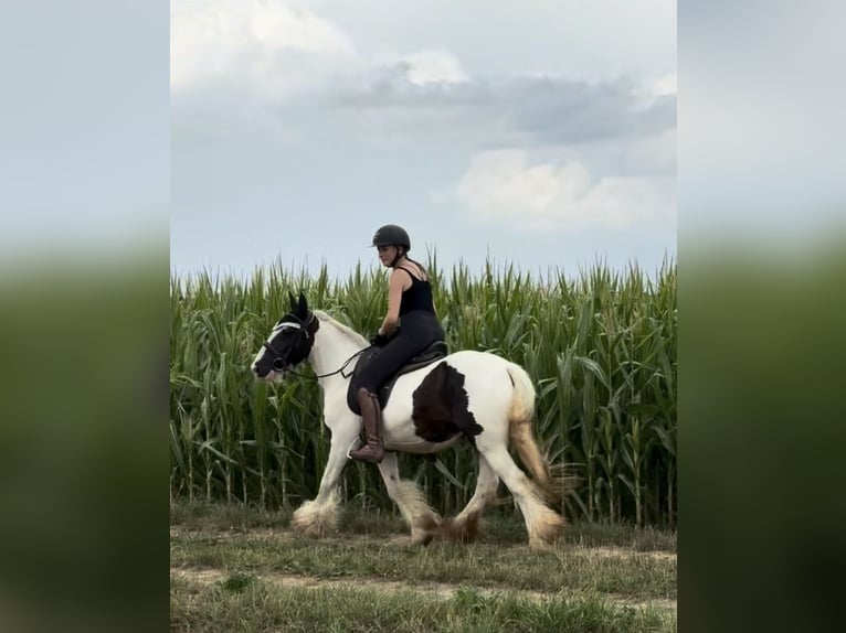 Tinker Stute 10 Jahre 143 cm Schecke in Achstetten