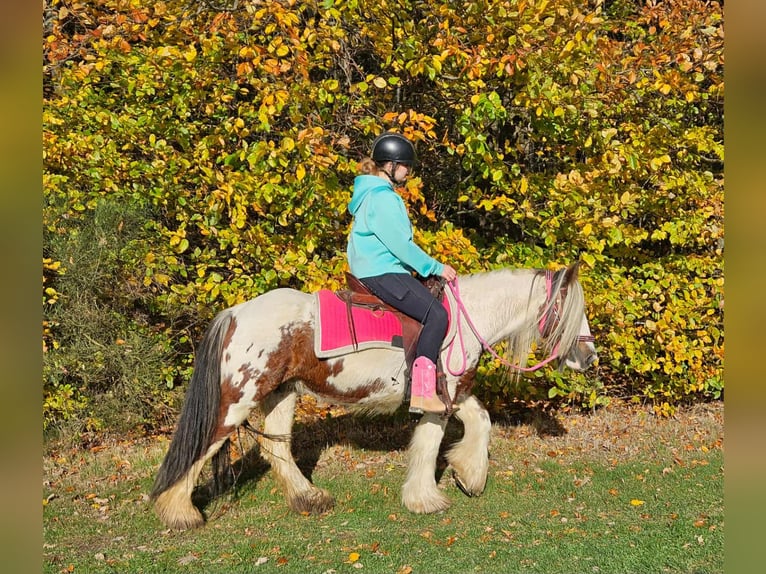 Tinker Stute 10 Jahre 144 cm Schecke in Linkenbach