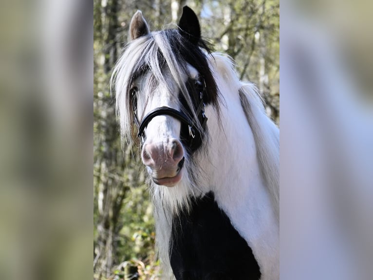 Tinker Stute 10 Jahre 146 cm Tobiano-alle-Farben in Barger-Compascuum