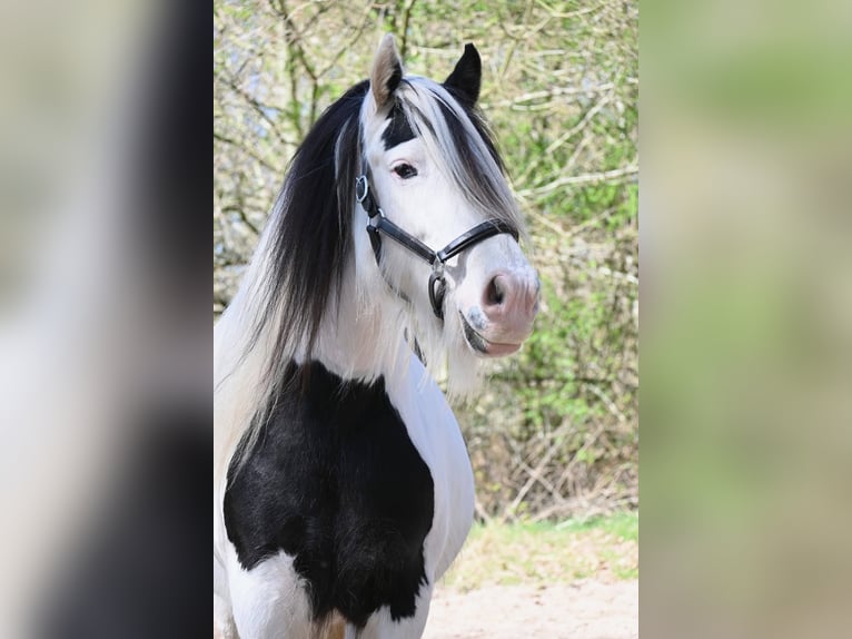 Tinker Stute 10 Jahre 146 cm Tobiano-alle-Farben in Barger-Compascuum