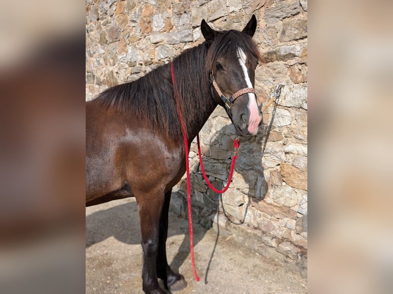 Tinker Mix Stute 10 Jahre 148 cm Dunkelbrauner in Ratingen