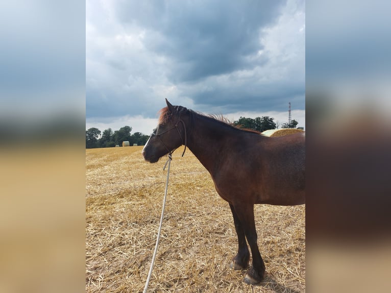Tinker Mix Stute 10 Jahre 148 cm Dunkelbrauner in Ratingen