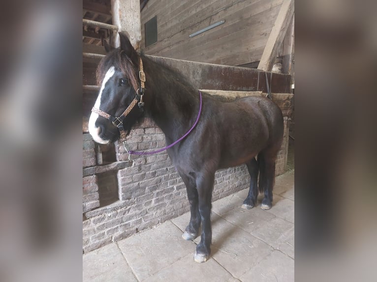 Tinker Mix Stute 10 Jahre 148 cm Dunkelbrauner in Ratingen