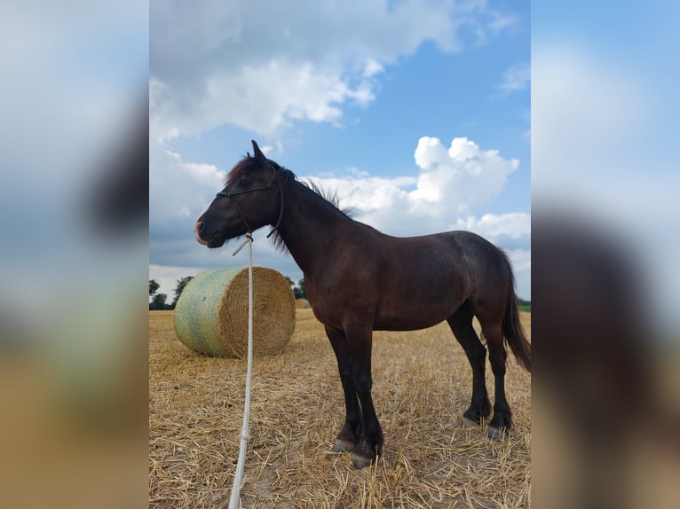 Tinker Mix Stute 10 Jahre 148 cm Dunkelbrauner in Ratingen