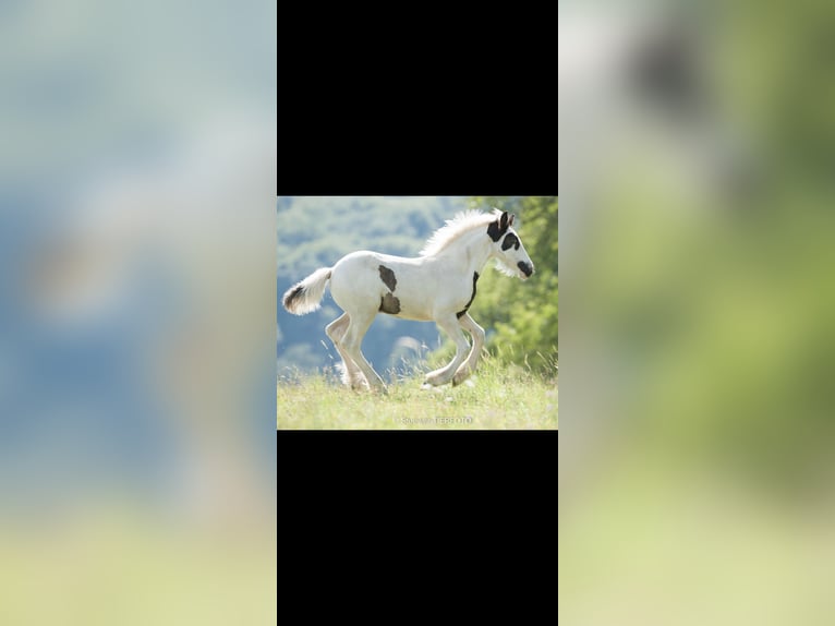 Tinker Stute 10 Jahre 148 cm in Hammelburg