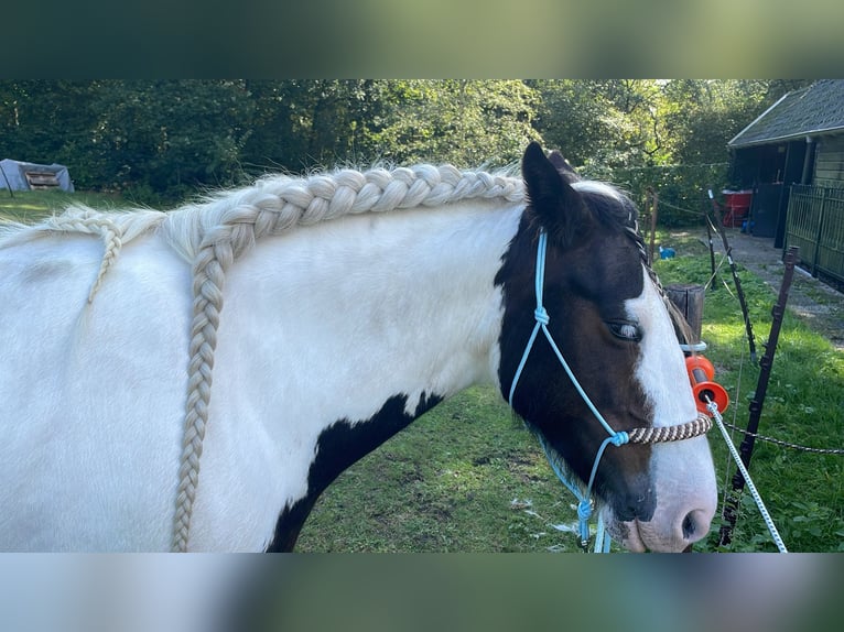 Tinker Stute 10 Jahre 148 cm Schecke in Heerde