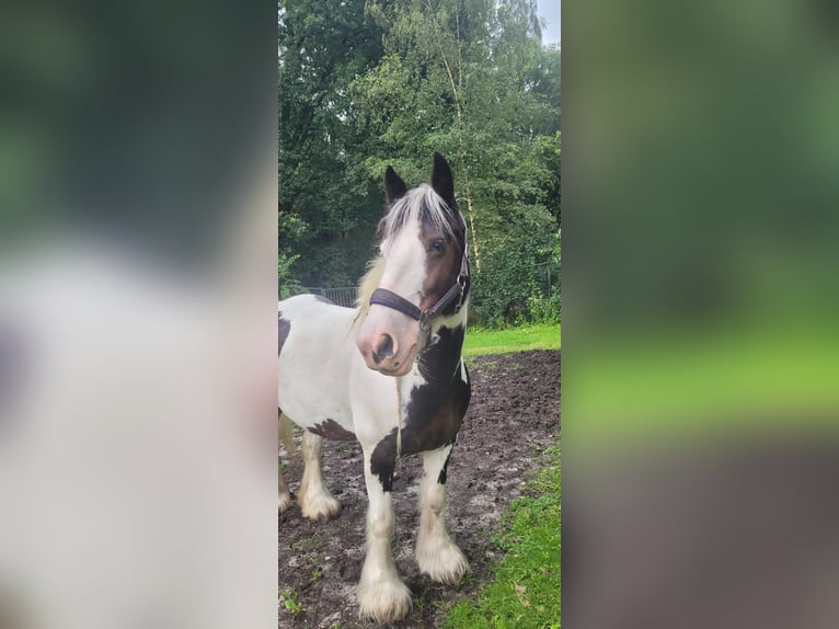 Tinker Stute 10 Jahre 148 cm Schecke in Heerde