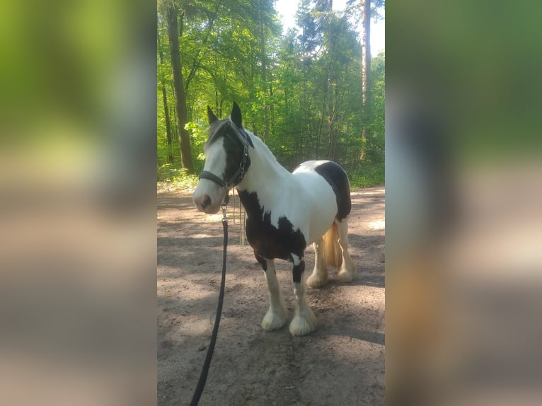 Tinker Stute 10 Jahre 148 cm Schecke in Heerde