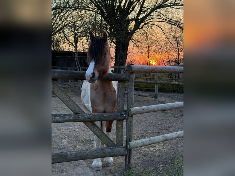 Tinker Mix Stute 10 Jahre 150 cm Schecke in Hochheim am Main