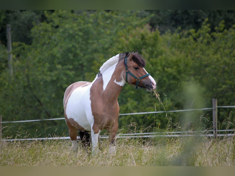 Tinker Mix Stute 10 Jahre 150 cm Schecke in Hochheim am Main