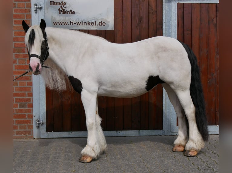 Tinker Stute 10 Jahre 153 cm  in Dorsten