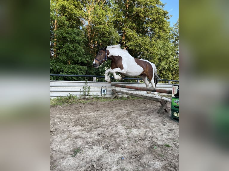 Tinker Mix Stute 10 Jahre 155 cm Schecke in Espelkamp