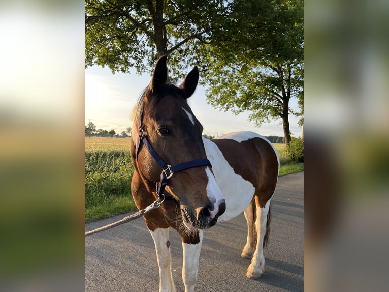 Tinker Mix Stute 10 Jahre 155 cm Schecke in Espelkamp