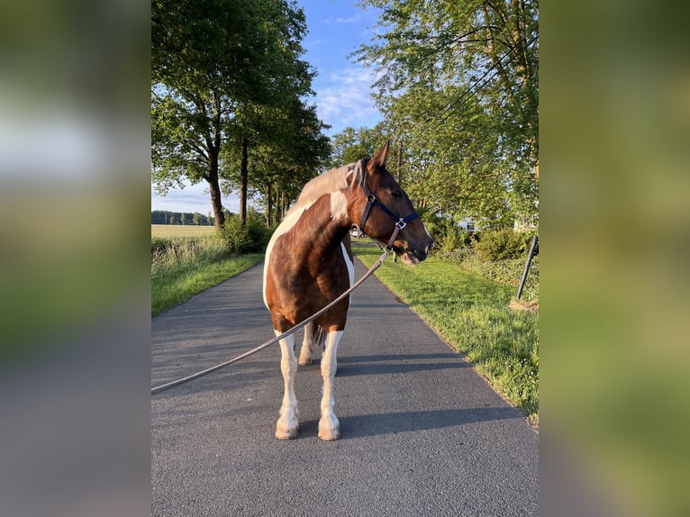 Tinker Mix Stute 10 Jahre 155 cm Schecke in Espelkamp