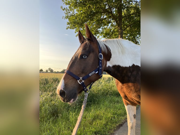 Tinker Mix Stute 10 Jahre 155 cm Schecke in Espelkamp