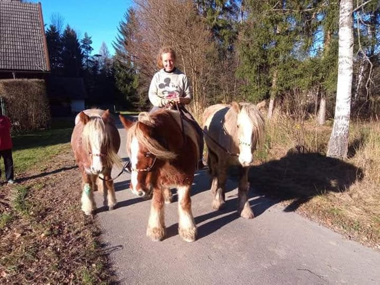 Tinker Stute 10 Jahre 158 cm Palomino in Gastern
