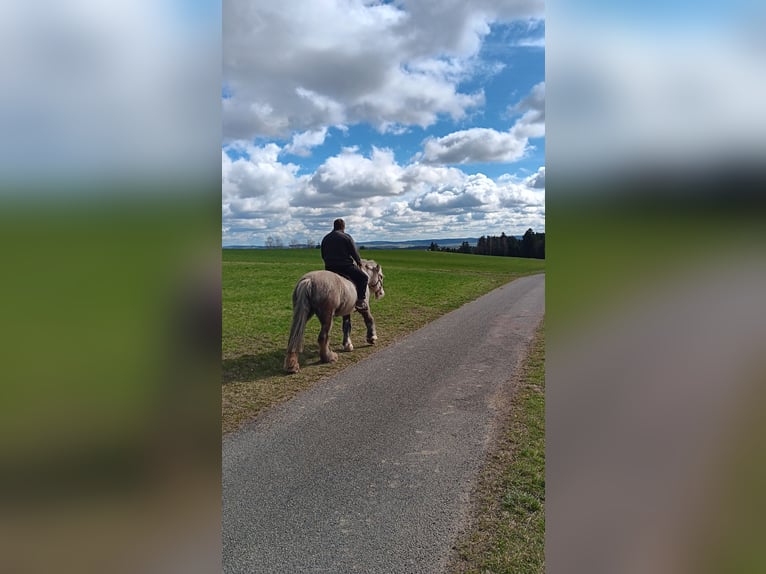 Tinker Stute 10 Jahre 158 cm Palomino in Wiesmaden