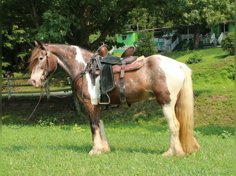 Tinker Stute 10 Jahre Tobiano-alle-Farben in Salem