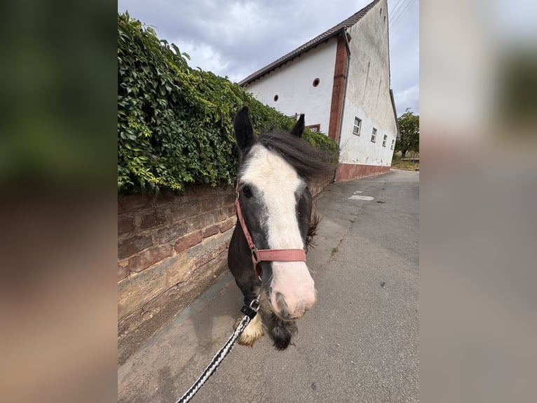 Tinker Stute 11 Jahre 115 cm Rappe in Kleinbundenbach