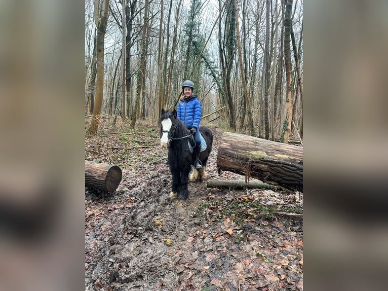 Tinker Stute 11 Jahre 125 cm Rappe in Bogaarden